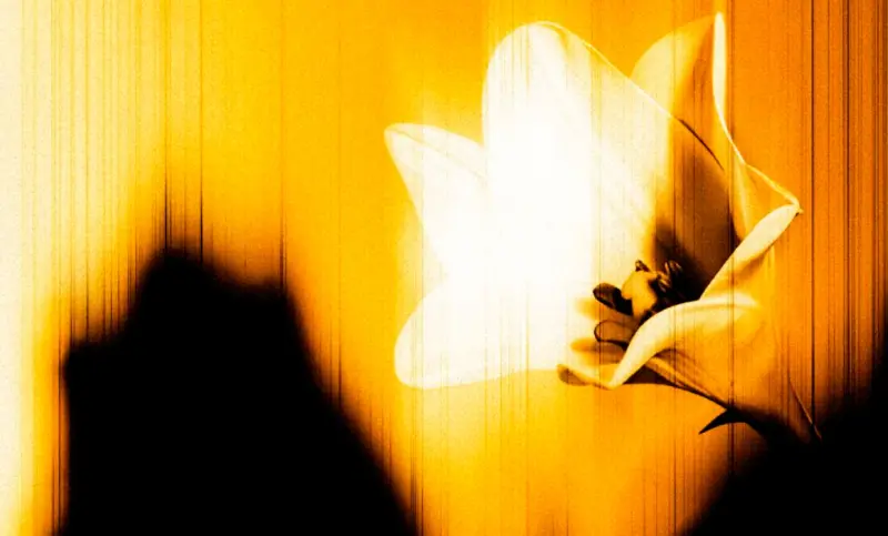 Florecen 6 pistas en Easter lily de U2