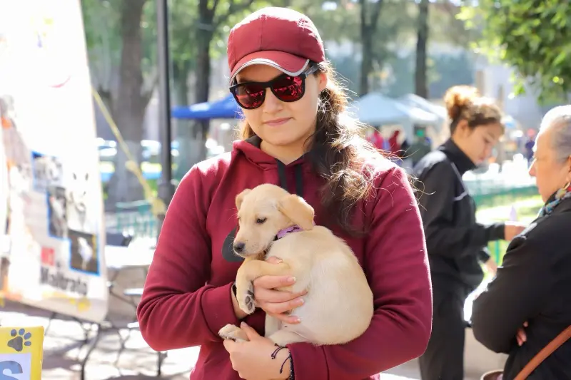 ¿Tu perro se rasca? Puede tener dermatitis