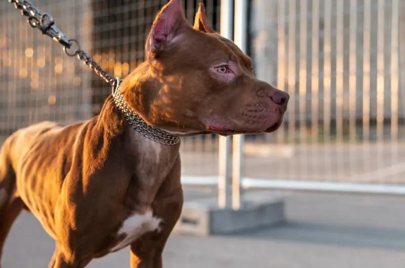 Muere hombre atacado por 3 pitbulls en Newark
