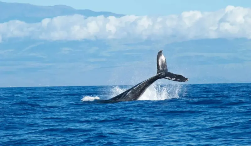 Hallan a segunda ballena muerta varada en playa de Nueva Jersey