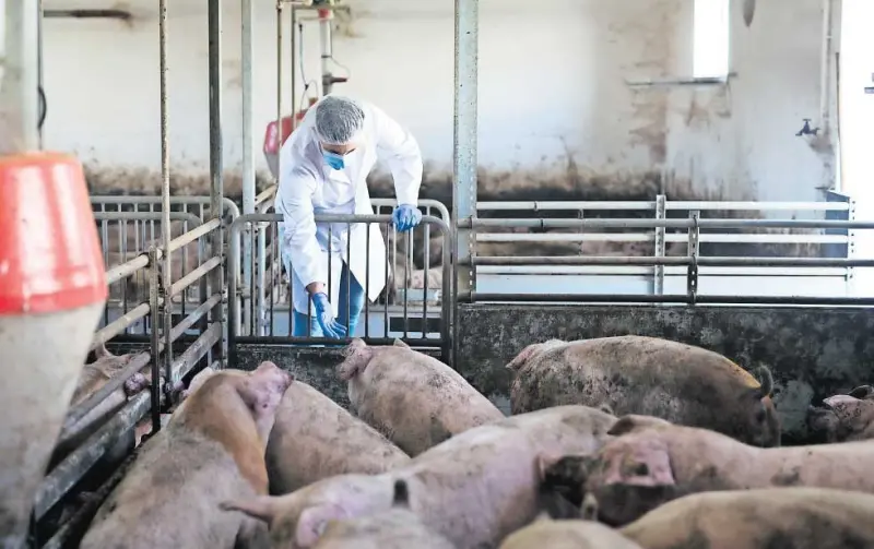 Se desploma en un lustro autoabasto de cerdo