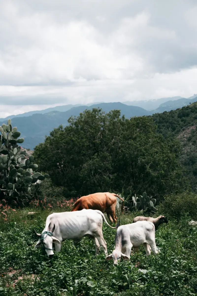 Golpea gusano barrenador a productores de carne bovina