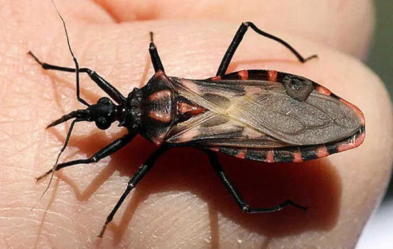 Combate contra el Chagas; habría vacuna