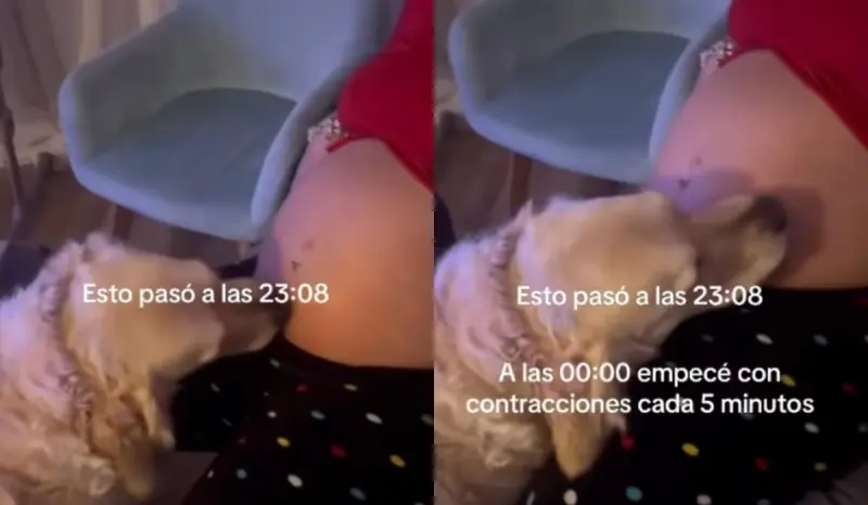 “Comenzó a lamer su vientre, el ya sabia algo:”: Perro muestra extraño compartamiento antes del parto que ni los propios padres sabian