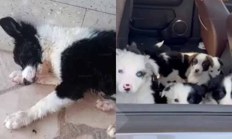 Morelia: envenenan a 9 cachorros border collie en Tres Marías
