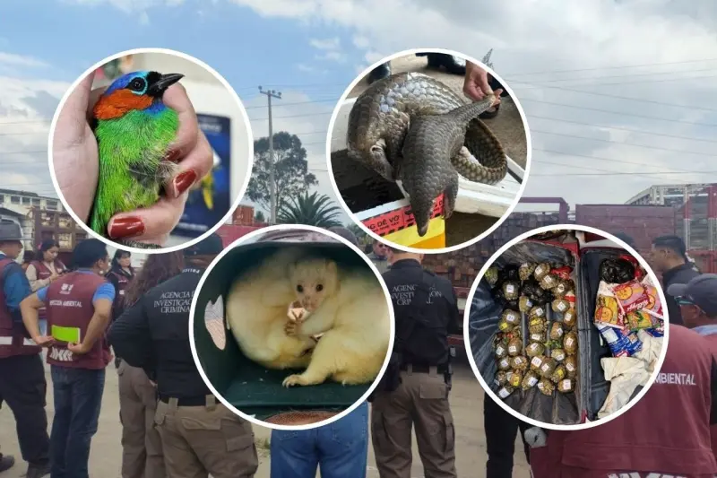 Sentencian en EEUU a hombre por más de cinco años que traficó más de mil 700 reptiles desde México; usaba redes sociales para venderlos