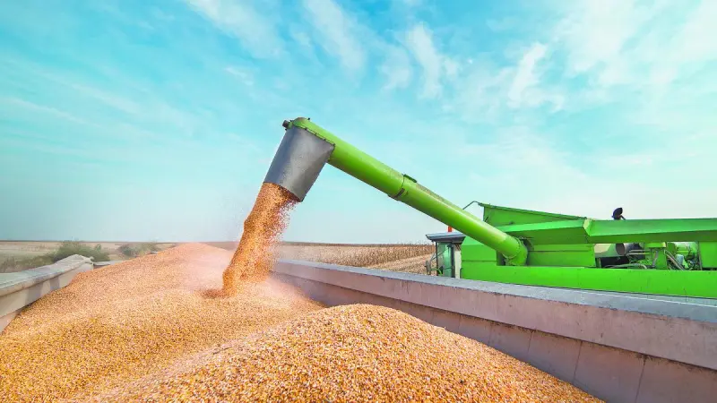 Maíz y soya de Chicago al alza gracias a exportaciones