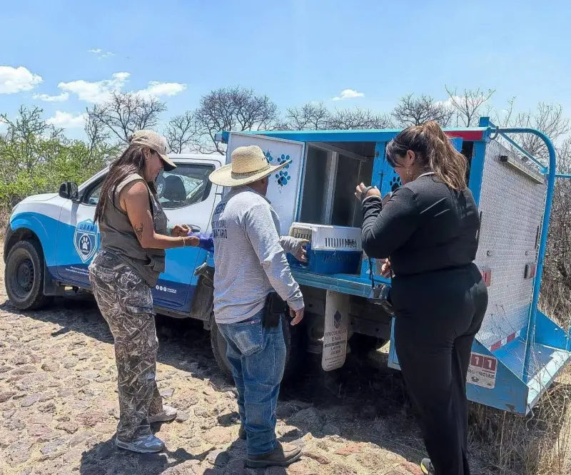 El Marqués y Parque Cimatario realizan jornada de liberación de animales rescatados