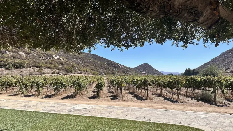 Restricción de actividades ha impactado el flujo turístico en el Valle de Guadalupe