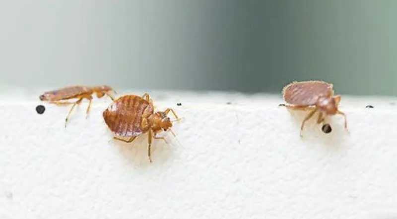 ¿Ronchas misteriosas? Las 3 señales físicas para saber si tienes chinches (aunque nunca las veas)