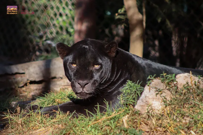 Alista Zoológico de Morelia carrera con causa por el jaguar
