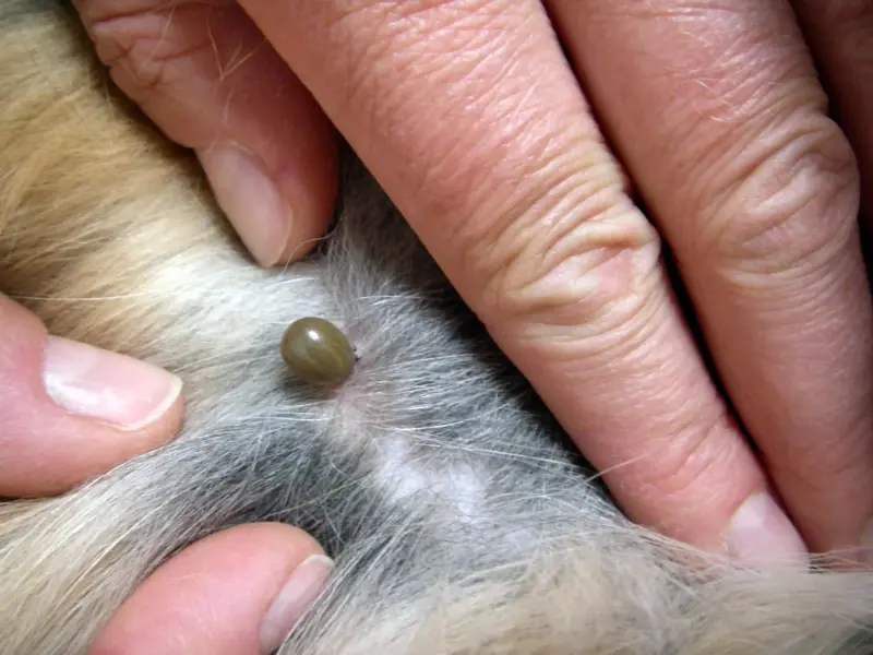 Encienden focos rojos por garrapatas en gatos
