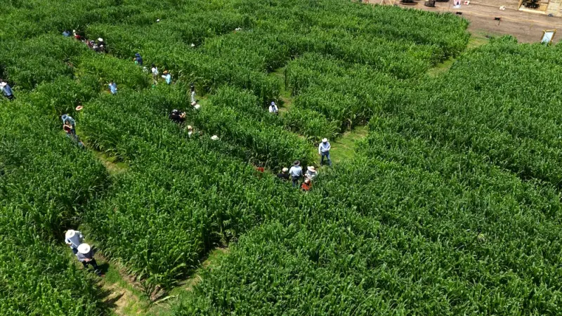 Inauguran Campirino, el laberinto del maíz