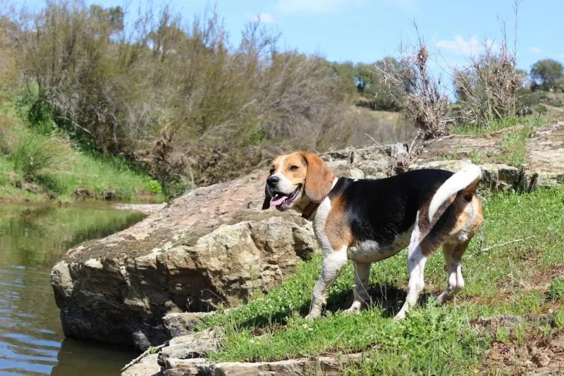 Al menos 1.500 beagles buscan hogar tras el cierre de un polémico centro en Wisconsin