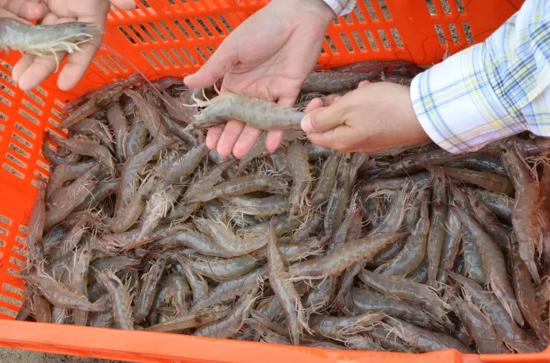 Afirma Conapesca que hay vigilancia para evitar importación ilegal de camarón