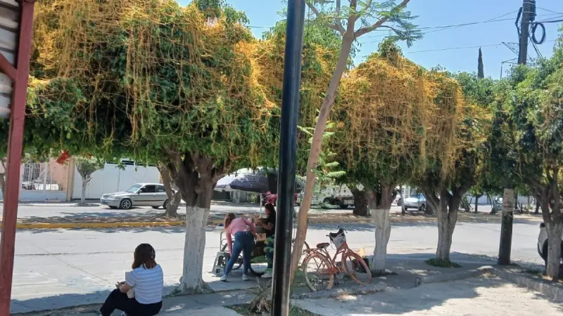 Detectan plaga de cuscuta en árboles de Celaya; harán diagnóstico sanitario