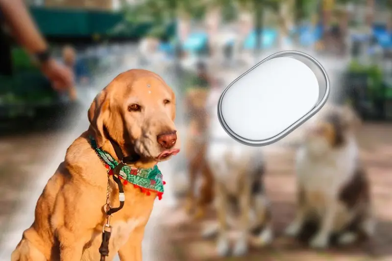 Mi perro siempre regresaba estresado de sus paseos, hasta que un simple accesorio me mostró el problema
