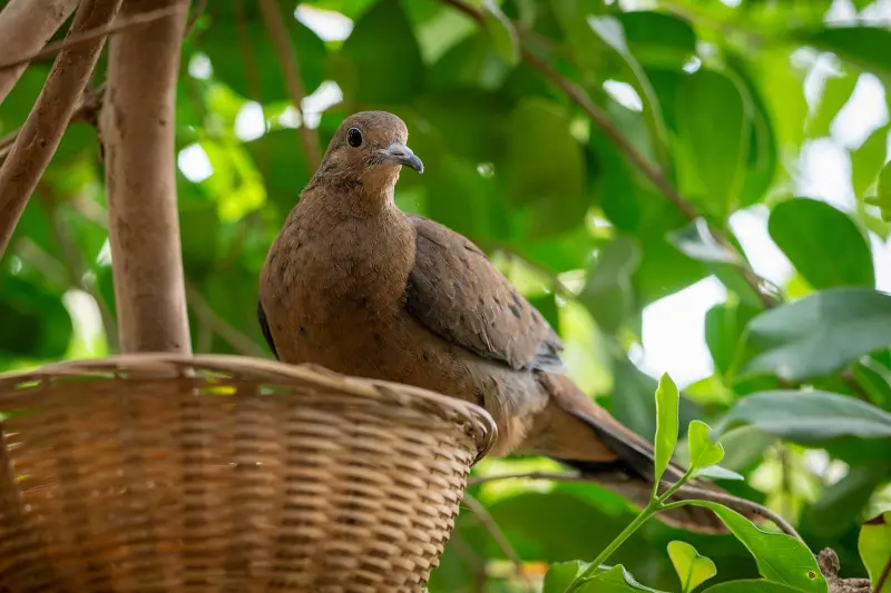 Nace en San Diego una paloma de Socorro en peligro de extinción