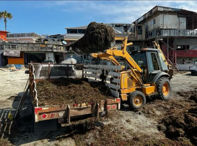Retiran 6 toneladas de sargazo en playa de Popotla