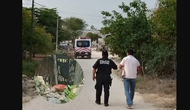 Adulto mayor muere tras ser atacado por abejas en Maxcanú