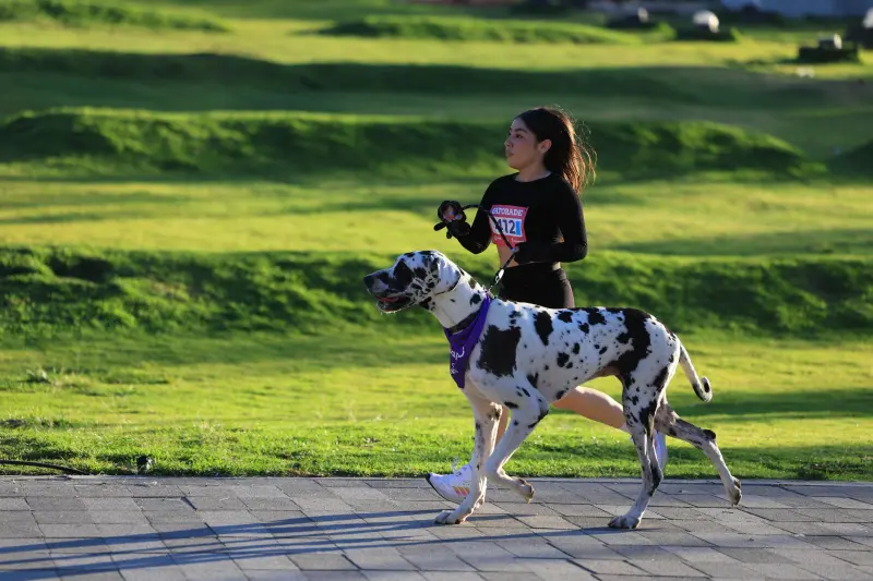 Las altas temperaturas afectan a mascotas: Agustín Martínez