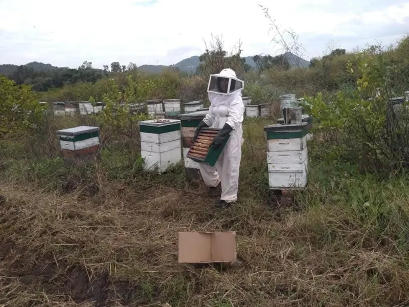 Celebrarán en la Huasteca potosina el Día Mundial de las Abejas