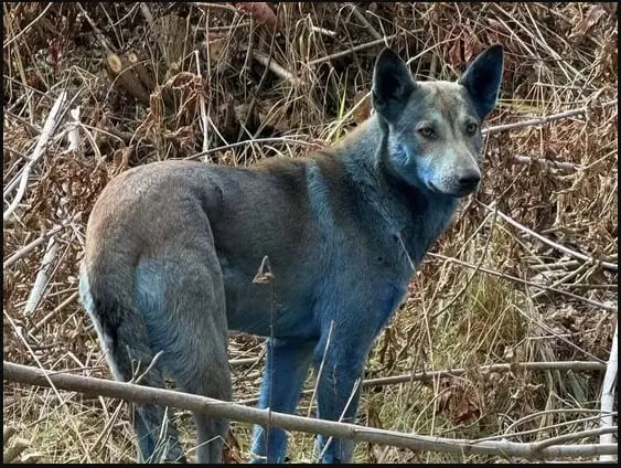 El misterio evolutivo de Chernóbil: Los animales de la zona de exclusión están cambiando de formas imprevistas