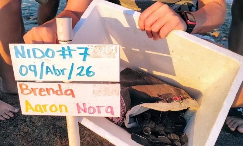 Récord de campamento tortuguero en Vallarta con mil 500 nidos protegidos