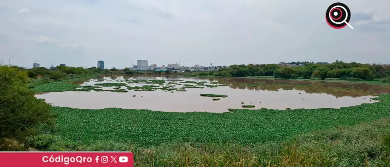 Detectan mosquito tipo Culex en zona cercana al Querétaro 2000