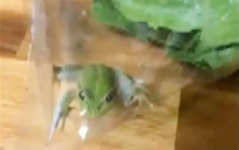 Un cliente en Australia se encontró una rana viva en su bolsa de ensalada