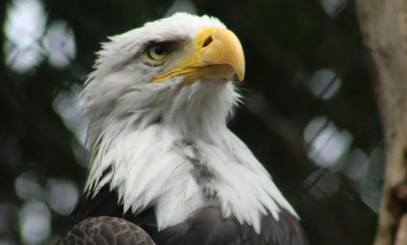 Presentan estampillas del águila calva por los 250 años de EU