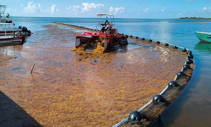 Marina barre con 39 mil toneladas de sargazo