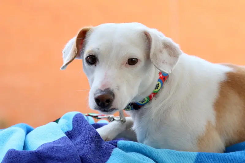 Tlajo realiza cerca de 90 esterilizaciones mensuales con cuidado animal