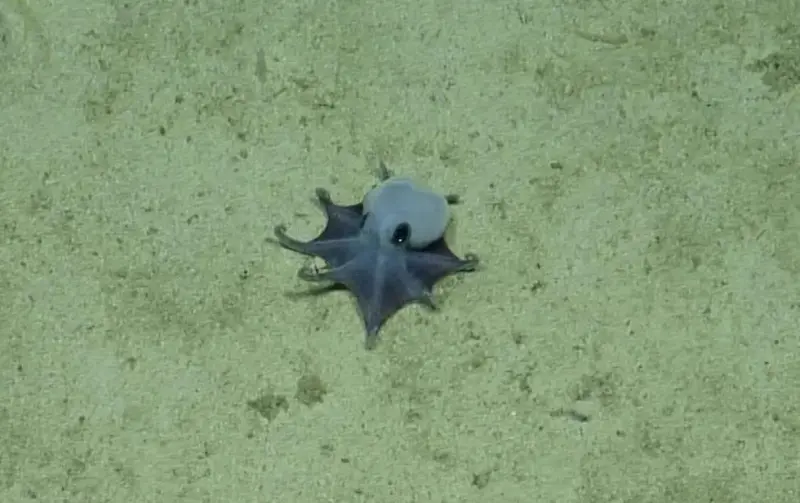 Descubren a nuevo pulpo en las Galápagos