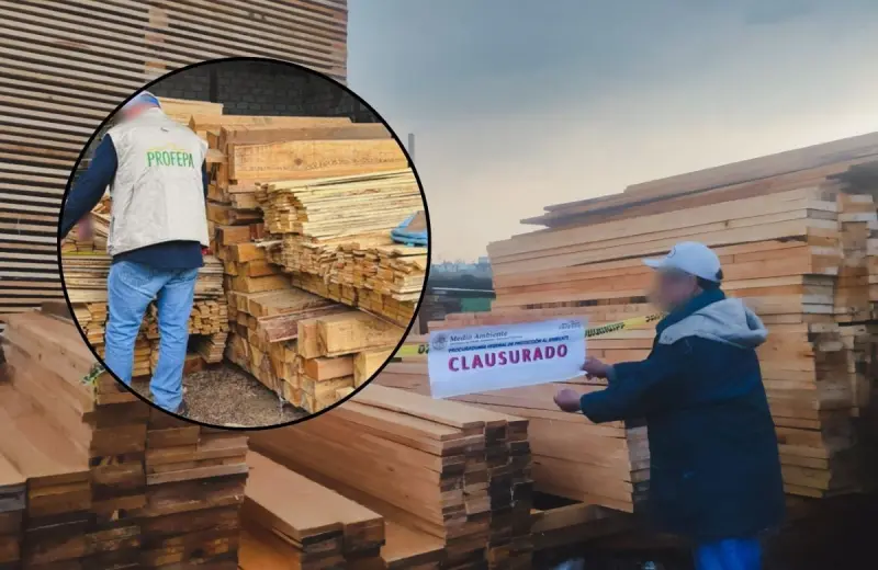 Profepa aseguró más de 446 mil metros cúbicos de madera en Chapa de Mota, Estado de México, tras una denuncia ciudadana y clausuró un aserradero que operaba sin permiso