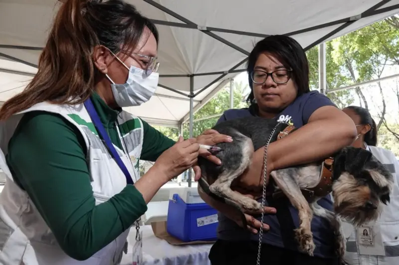 Ofrecerán vacuna antirrábica gratuita para mascotas en esta zona de Querétaro