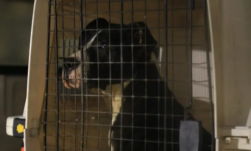 Perro rescatado en Tarímbaro con lesiones similares a gusano barrenador