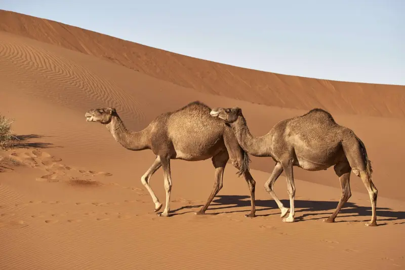 Los camellos vencen el calor desde dentro: la clave celular de su resistencia extrema