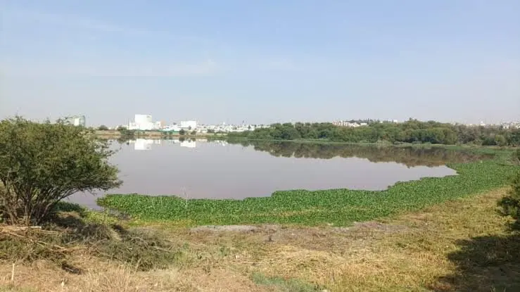 Están por retirar en su totalidad el lirio del bordo Benito Juárez