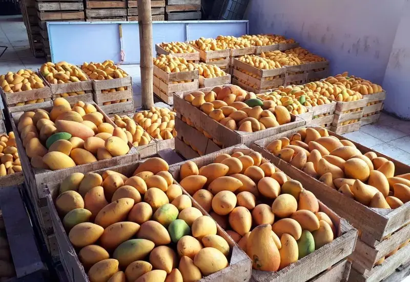 Crisis sanitaria frena exportación de mango del Istmo de Oaxaca a EE.UU.