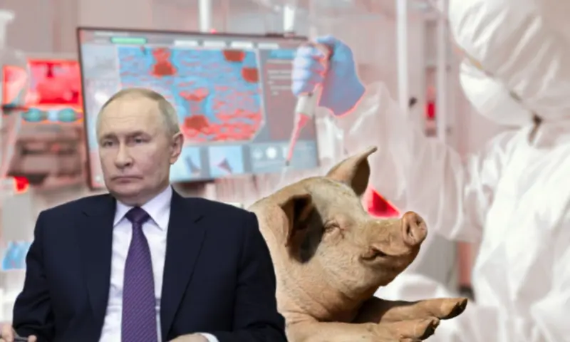 El gobierno de Vladimir Putin invierte 26 mil millones de dólares en tecnologías de congelación extrema y cultivo de órganos en cerdos para frenar el envejecimiento celular en Rusia rumbo al año 2030