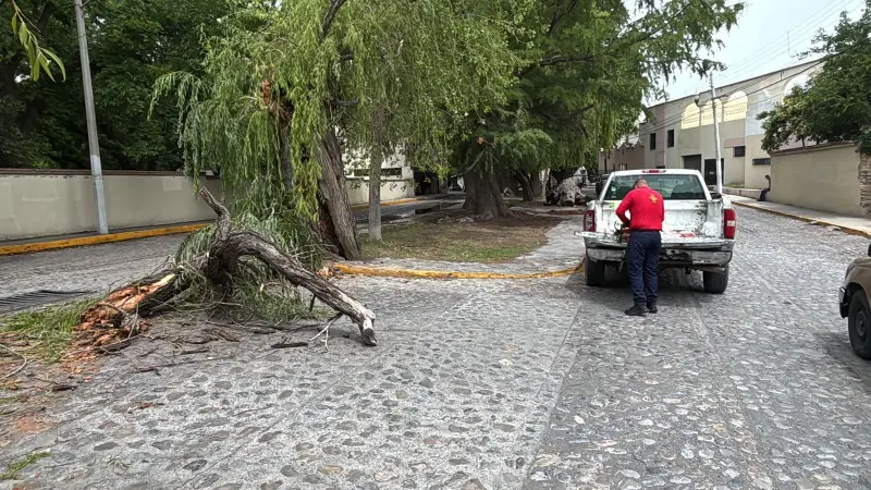 Revisan álamos antiguos en Arteaga tras caída de árbol centenario