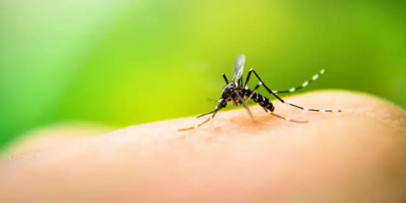 ¿Por qué algunas personas son imanes para los mosquitos? Cómo se influye en las picaduras