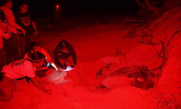 ¿Te atreves a salvar tortugas? Cozumel lanza llamado urgente