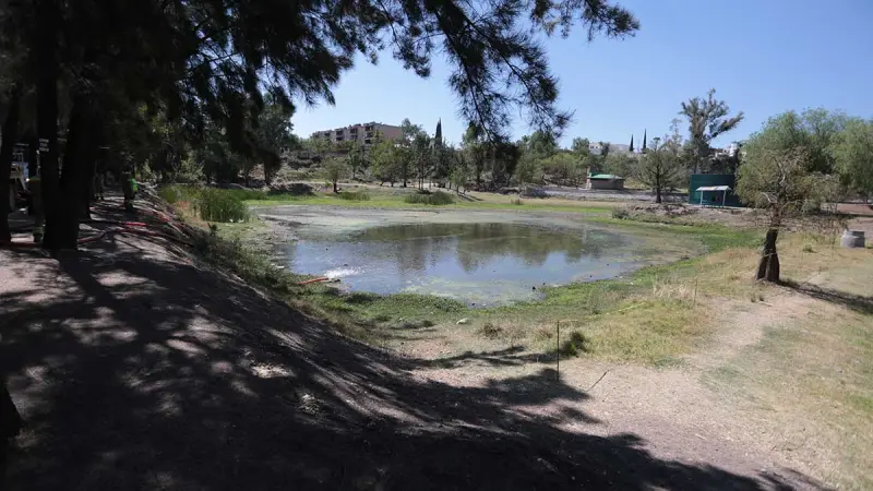 Agua tratada de Sapal revive el ecosistema del Parque Chapalita