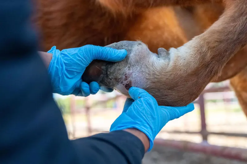 Ubican a SLP entre 5 estados con más casos de gusano barrenador