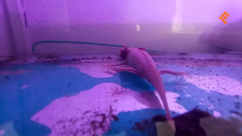 Ajolotario en Angangueo impulsa conservación y promueve adopción