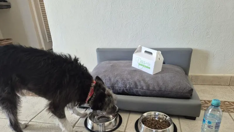 Mascotas senior o de edad avanzada abren nuevo canal de negocio ante la demanda de alimentos funcionales