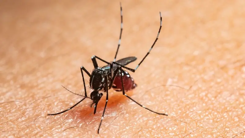 Mosquito del dengue gana terreno en León e Irapuato: Detectan criaderos en 14 mil trampas