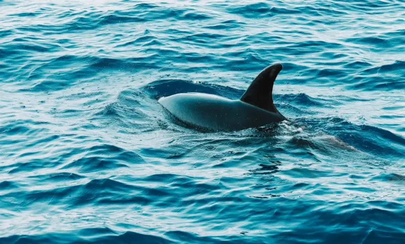 Denuncian matanza de más de 700 delfines en un solo día en Islas Feroe